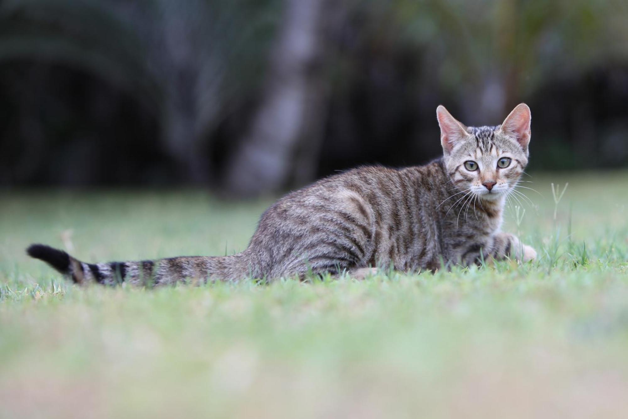 Emdoneni Lodge With Zululand Cat Conservation Project Hluhluwe Kültér fotó