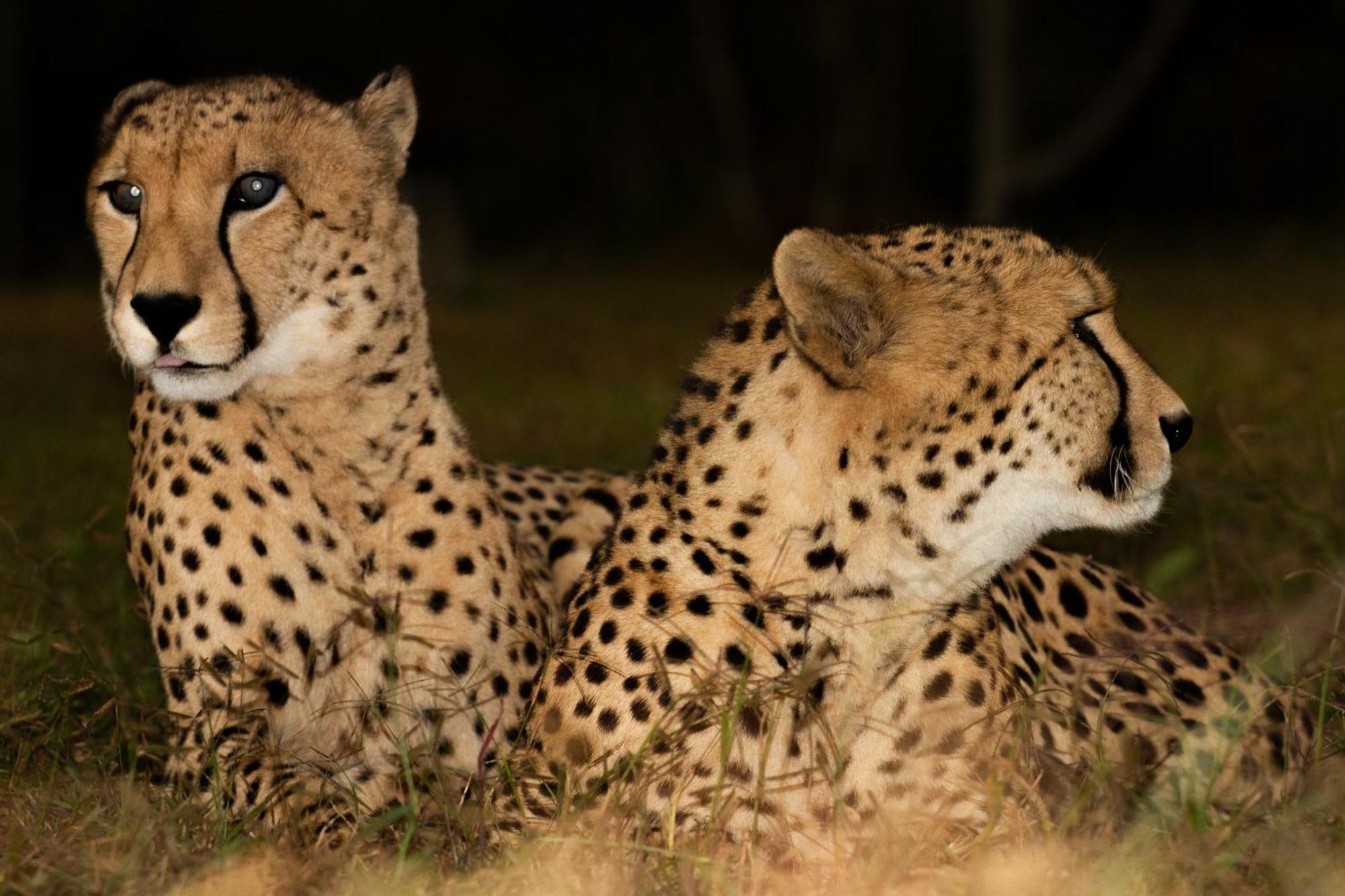 Emdoneni Lodge With Zululand Cat Conservation Project Hluhluwe Kültér fotó