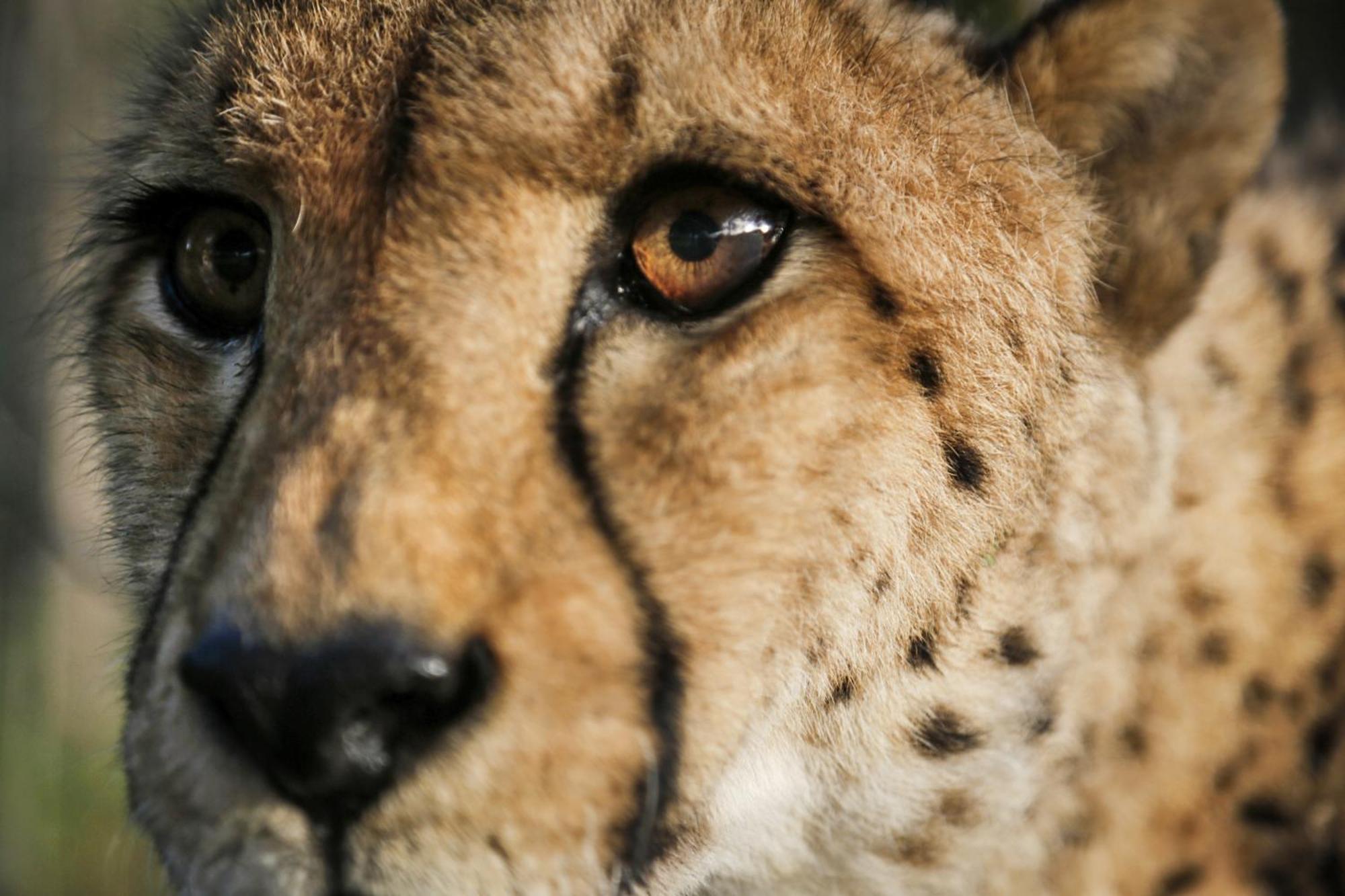 Emdoneni Lodge With Zululand Cat Conservation Project Hluhluwe Kültér fotó